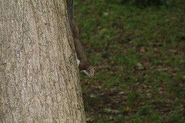 Wild Squirrel outside in nature 