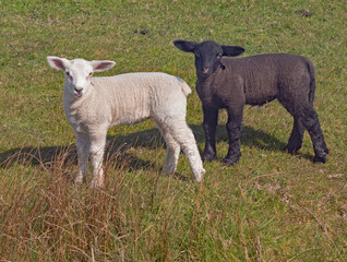 Black or White. No Problem.