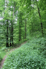 Fototapeta na wymiar Wanderung auf dem Harzer Baudensteig (Hiking on the Harz Mountains Baudensteig) | On the trail
