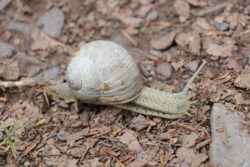 Wanderung auf dem Harzer Baudensteig (Hiking on the Harz Mountains Baudensteig) | Slug close-up