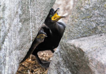 Mother shag and young