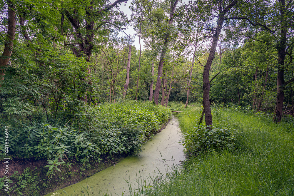 Wall mural A narrow stream in an old forest. The water surface is covered with duckweed. The photo was taken in the spring season in the Dutch province of North Brabant.