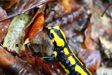 Wanderung auf dem Harzer Baudensteig (Hiking on the Harz Mountains Baudensteig) | Fire salamander (Salamandra salamandra) next to a hiking path near the town of Zorge after a rainy night