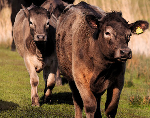 Fototapeta premium Young Bulls.