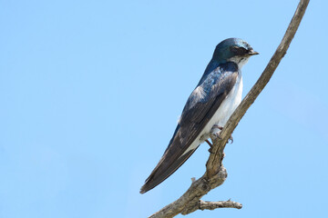 Naklejka na ściany i meble Tree swallow bird or tachycineta bicolor perched on branch against clear blue sky
