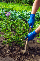 The farmer rakes the soil around the young potato. Close-up of the hands in gloves of an agronomist while tending a vegetable garden