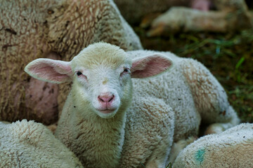 Schaf Lamm