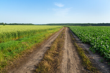 Fototapeta na wymiar Summer landscape with road between fields and blue sky