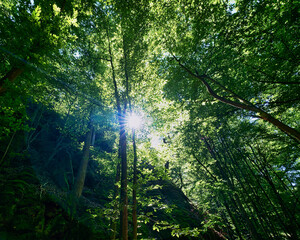 Fototapeta na wymiar Wald Baum Sonnenstern