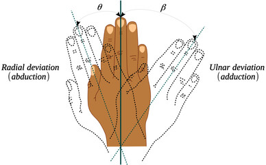 Abduction and adduction movements of the wrist joint - obrazy, fototapety, plakaty