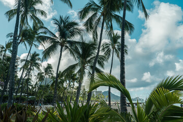 Coconut palm tree. Kahanamoku Beach, Waikiki, Honolulu, Oahu, Hawaii. 