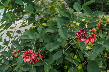 Flower, Erythrina crista-galli, often known as the cockspur coral tree, is a flowering tree in the family Fabaceae, Kahanamoku Beach, Waikiki, Honolulu, Oahu, Hawaii. 