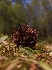 pine cone in the forest close up