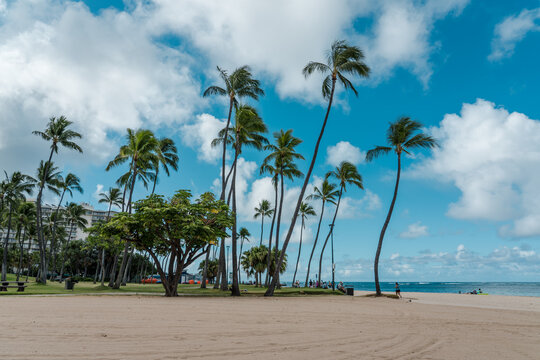 Schefflera actinophylla. Australia umbrella tree, Queensland umbrella tree, octopus tree and amate. Fort DeRussy Beach Park, Waikiki, Honolulu, Oahu, Hawaii. Coconut palm tree