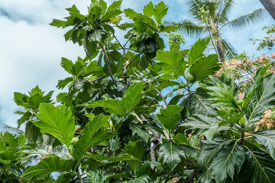  Breadfruit (Artocarpus altilis) is a species of flowering tree in the mulberry and jackfruit (Artocarpus heterophyllus) family (Moraceae). Fort DeRussy Beach Park, Waikiki, Honolulu, Oahu, Hawaii