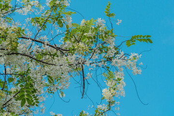 Flowers, Cassia javanica, Java cassia, pink shower, apple blossom tree and rainbow shower tree, family Fabaceae. Ainahau Triangle / Fort DeRussy Beach Park, Waikiki, Honolulu, Oahu, Hawaii