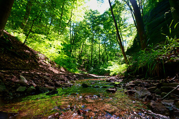 Wald Bach 