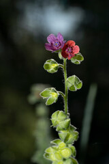 Cynoglossum officinale, houndstongue, houndstooth, dog's tongue, gypsy flower. Place for text.