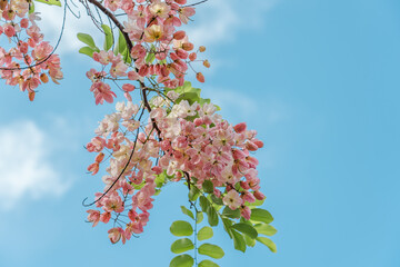 Flowers, Cassia javanica, Java cassia, pink shower, apple blossom tree and rainbow shower tree,  family Fabaceae. Ainahau Triangle / Fort DeRussy Beach Park, Waikiki, Honolulu, Oahu, Hawaii