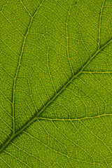 Fresh leaf of fruit tree close up. Mosaic pattern of a net of yellow veins and green plant cells. Abstract background on a floral theme. Beautiful vertical summer backdrop. Macro