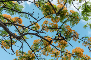 Delonix regia is a species of flowering plant in the bean family Fabaceae.  royal poinciana,...