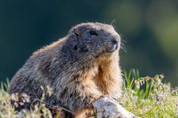 marmotta