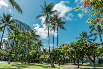 Naklejka na ściany i meble The Ritz-Carlton Residences, Waikiki Beach. palm tree. Ainahau Triangle Waikiki, Honolulu, Oahu, Hawaii. 
