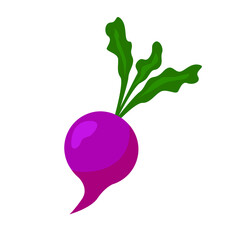Fresh beetroot isolated on white background. Vector illustration transparent png.