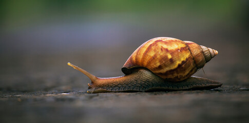 snail