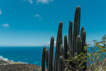  Cactu is a member of the plant family Cactaceae. Top of koko head，koko crater railway trail, Honolulu, Oahu, Hawaii