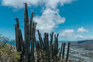  Cactu is a member of the plant family Cactaceae. Top of koko head，koko crater railway trail, Honolulu, Oahu, Hawaii