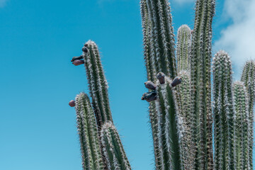  Cactu is a member of the plant family Cactaceae. Top of koko head，koko crater railway trail,...