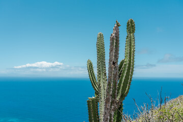  Cactu is a member of the plant family Cactaceae. Top of koko head，koko crater railway trail,...