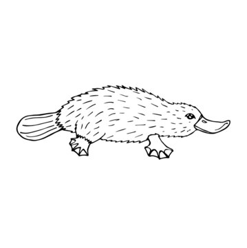 recommend clip art: Vector hand drawn doodle sketch Platypus duckbill isolated on white background
