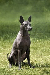Sitting Mexican Hairless Dog