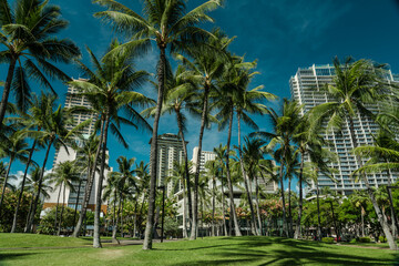 Fototapeta na wymiar palm tree. Waikiki, Honolulu, Oahu, Hawaii.