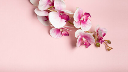 pink orchid on pink background