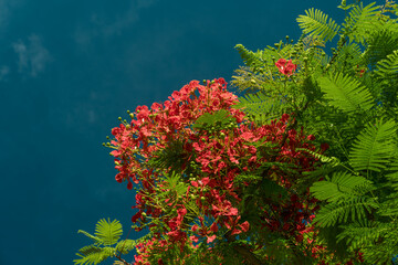 Delonix regia is a species of flowering plant in the bean family Fabaceae. royal poinciana,...