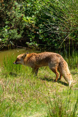 British fox red in a field on a sunny day 