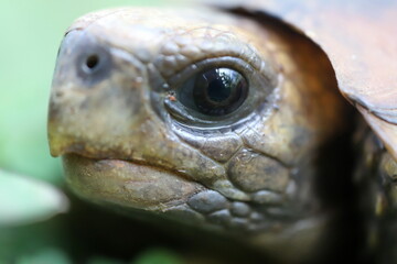 turtle close up