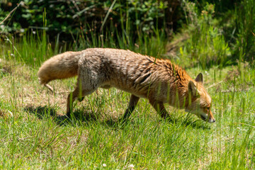 Naklejka na ściany i meble British fox in a field on a sunny day 