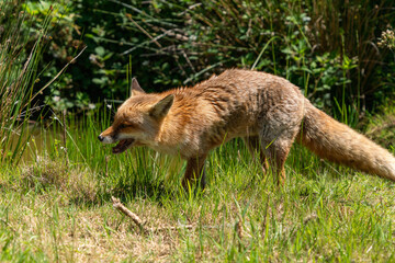 British fox red in a field on a sunny day 