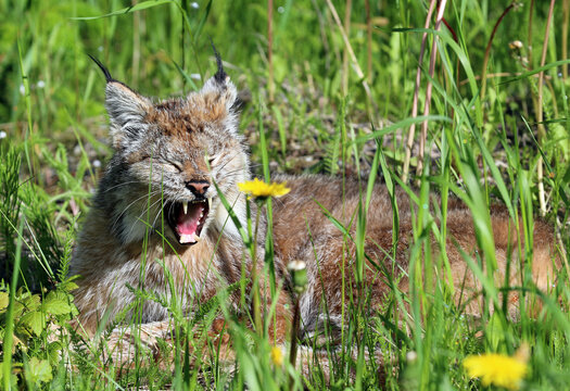 Lynx At Dyea Skagway Alaska