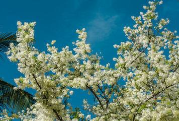 Flowers, Cassia javanica, Java cassia, pink shower, apple blossom tree and rainbow shower tree, family Fabaceae. Ainahau Triangle / Fort DeRussy Beach Park, Waikiki, Honolulu, Oahu, Hawaii