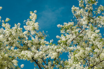 Flowers, Cassia javanica, Java cassia, pink shower, apple blossom tree and rainbow shower tree, family Fabaceae. Ainahau Triangle / Fort DeRussy Beach Park, Waikiki, Honolulu, Oahu, Hawaii