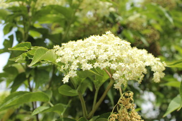white flowers in the garden