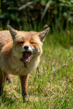 British fox in a field on a sunny day 