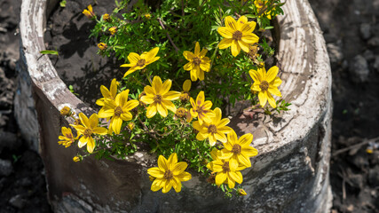 Bright yellow bidens flowers in the garden, background.