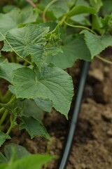 Cucumbers growing in field with drop irrigation lines, organic vegetables growing, plant closeup.