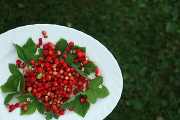 Forest wild strawberries on the white plate